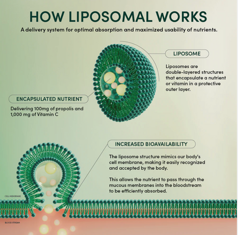 Propolis + Vitamin C Liposomal