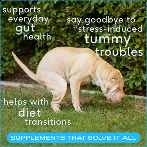 Probiotic & Prebiotic Powder Vet-Formulated Supplement (6B CFUs)