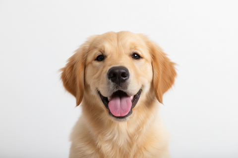 no with just dog image