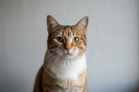 shop for cat with just cat image. 